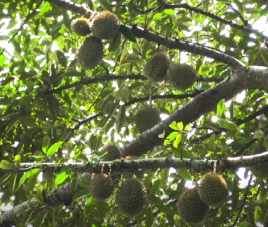 Buah durian bitingan yang masih menempel di batang pohonnya